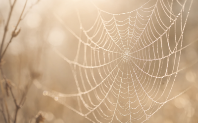 The Web of Support